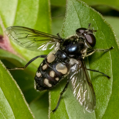  White-spotted Pond Fly.