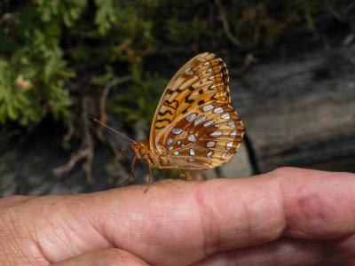 This butterfly landed on my finger.