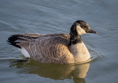 Canada Goose on a cold day (-30C).