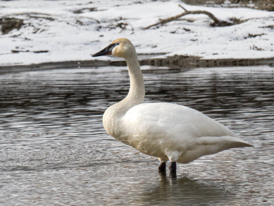 Trumpeter Swan overwintering at Slocan Lake B.C.