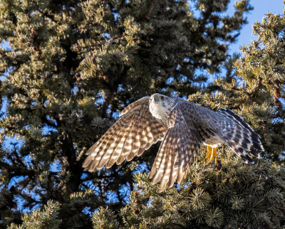 Merlin leaving a spruce tree.