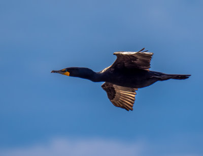 Double crested Cormorant flying over the river in my city.