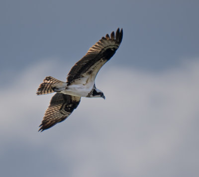 Osprey flying over the river in my city.
