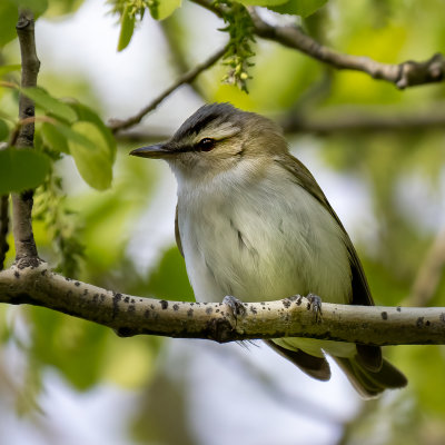 Red-eyed Vireo in a local park.