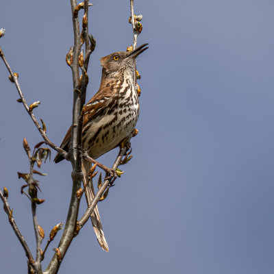 Brown Thrasher singing a beautiful song in a local park.