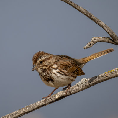 Song Sparrow in a local park.