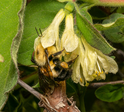 A Bumblebee with a Haskap hat.