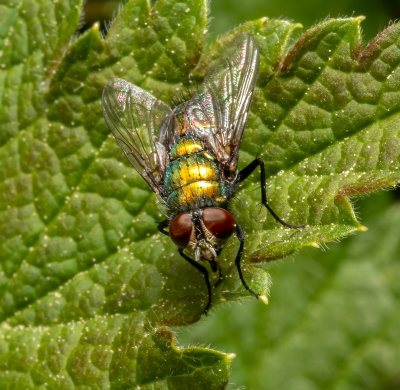 A very colourful fly showing off the rainbow colour.