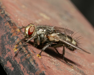 I believe this fly belongs to the Bristle fly family.