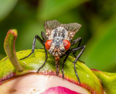 A Red-eyed fly on a Peony about to flower.