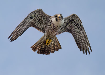 Peregrine Falcon.