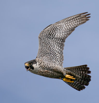 Peregrine Falcon.