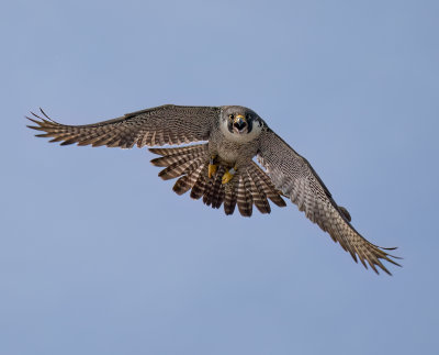 Peregrine Falcon.