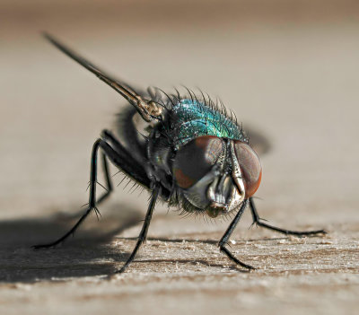 Green-bottle fly on my back step.