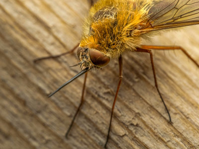 Bee -fly on my deck (close up)