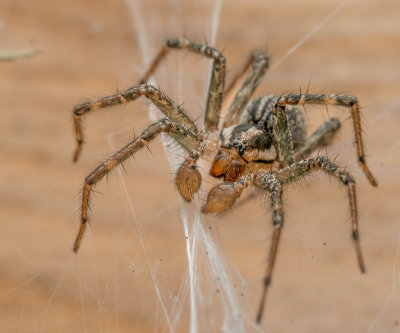 Spider belonging to the funnel weaver group.