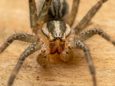 Spider belonging to the funnel weaver group (close-up of head area).
