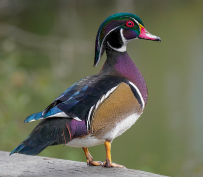 Male Wood duck.
