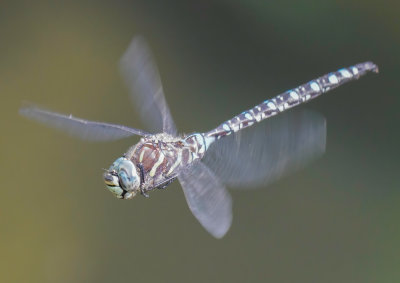 A Paddle-tailed Darner in hover mode.