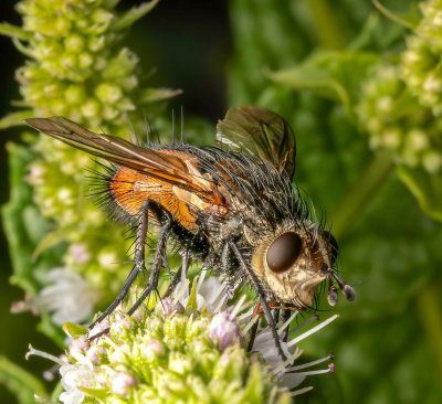 Parasitic fly (Genus Peleteria) on a flower.