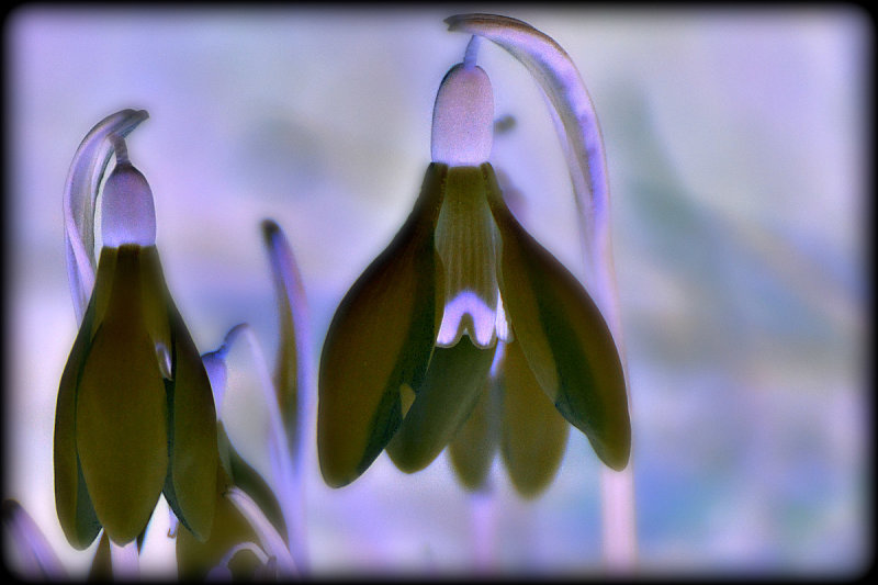 Spring flowers  DSC_1074g18022019