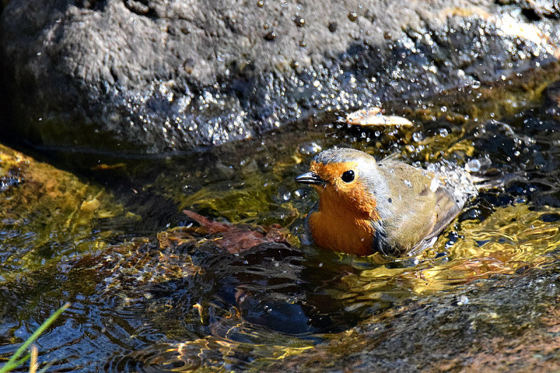 Robin Erithacus rubecula  DSC_7395x27022019pb