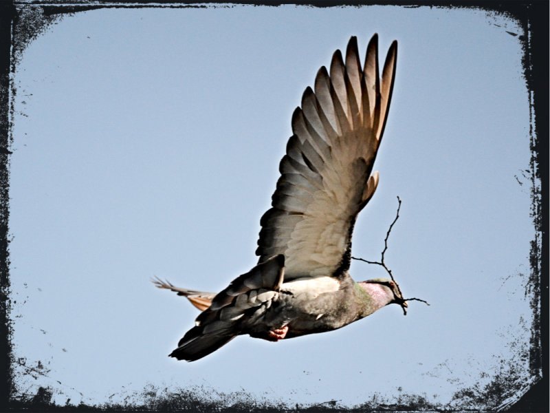   Bird with olive branch   DSC_1610g12062021pb