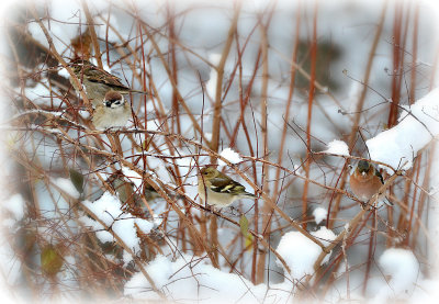 Birds in the winter   DSC_0180x15122018pb