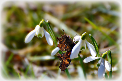 Common snowdrop Galanthus nivalis mali zvonček DSC_1482xg28022019Napb