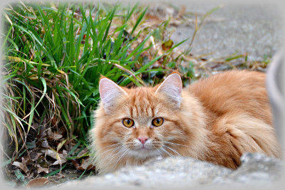 Cat muc DS_2103x11032019pb
