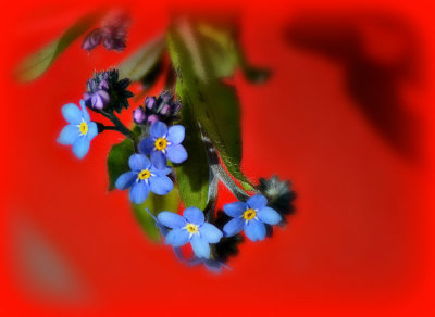 Myosotis forget me not spominicaa  DSC_0164x04042019pb