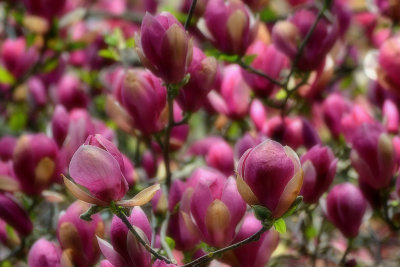 Magnolia blooms cvetovi magnolije  DSC_007208042019pb