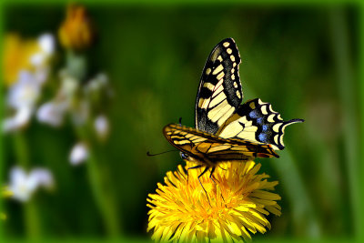 Swallowtail Papilio machaon lastovičar  DSC_19x24042019pb
