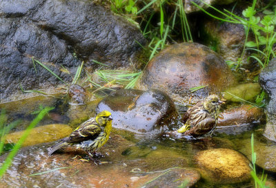 Serinus serinus  grilček  DSC_0145x26042019pb