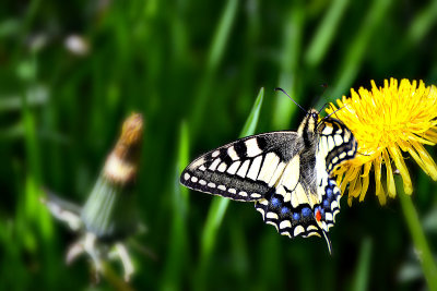 Swallowtail Papilio machaon lastovičar  DSC_0004x24042019pb