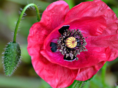Pink Papaver rhoeas poljski mak DSC_0339x26052019pbNa