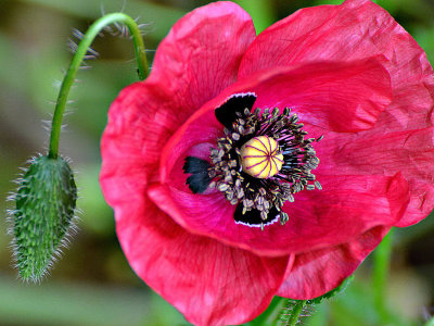 Pink Papaver rhoeas  poljski mak DSC_0339x26052019pbNa