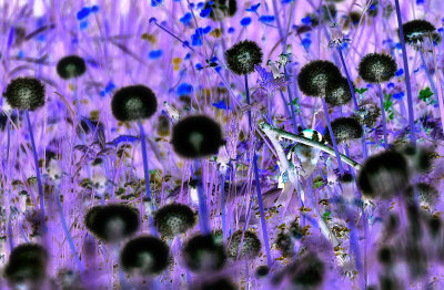  Dandelion seeds  DSC_0037gg06052019pb