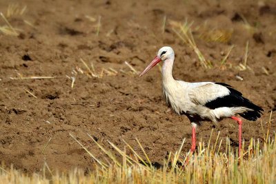 White Stork bela torklja  DSC_0375x18062019pb