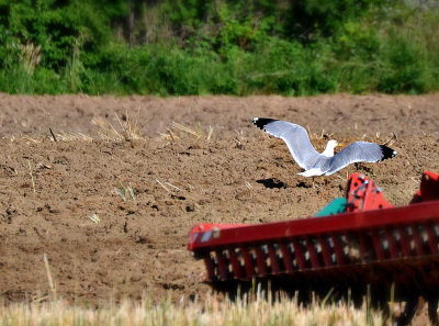  Larus michahellis rumenonogi galeb  DSC_0207x18062019pb