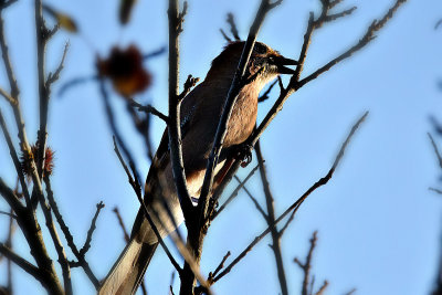  Garrulus glandarius  oja  DSC_0018x21102019pb