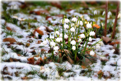 Spring snowflakes Leucojum vernum veliki zvonček DSC_0532x27022020pb 