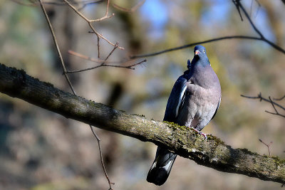  Columba palumbus  grivar   DSC_0215x10032020pb