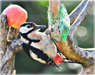 DSC_1352x12032020pb