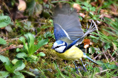  Blue tit cyanistes caeruleus plavček  DSC_1245x10032020pb