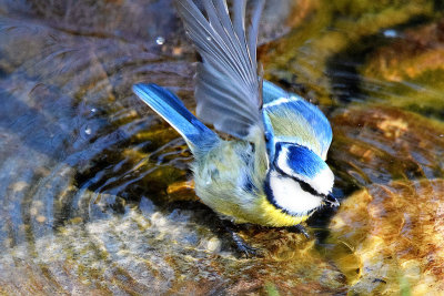 Blue tit cyanistes caeruleus plavček  DSC_1393x12032020pb