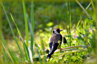 Carduelis carduelis  liček DSC_0349x02052020pb