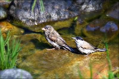 Friends DSC_1993x11052020pb
