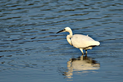 Little egret Egretta garzetta mala bela čaplja_28082020pb
