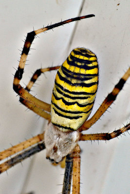 Wasp spider Argiope bruennichi osasti pajek  DSC_0101x11092020pb